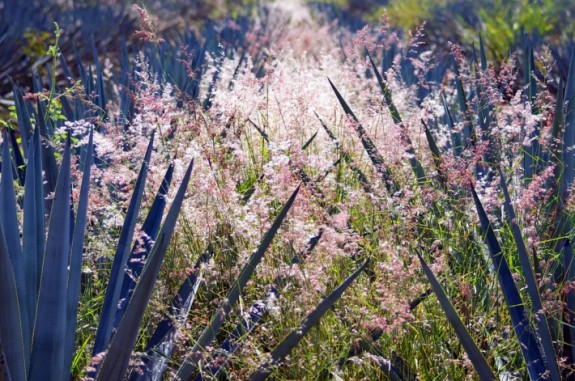 Agaves and grasses