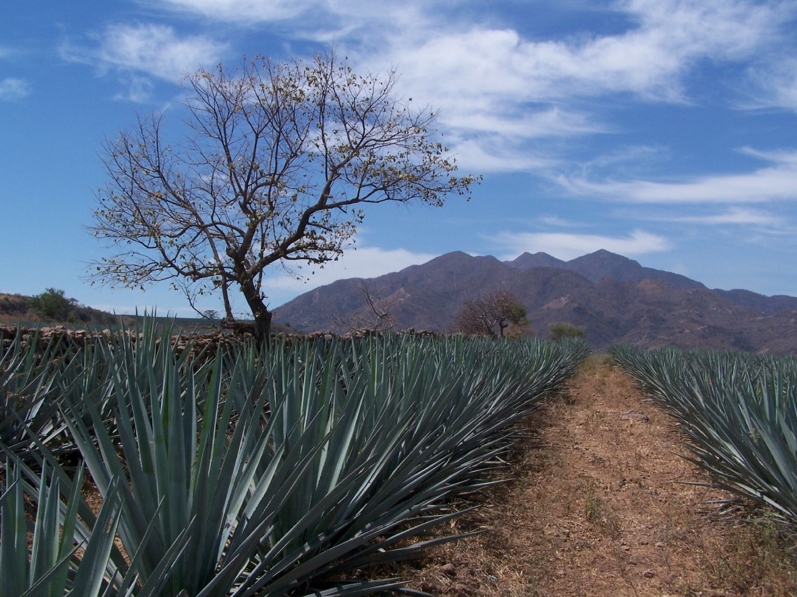 tequila field of agaves jalisco mexico