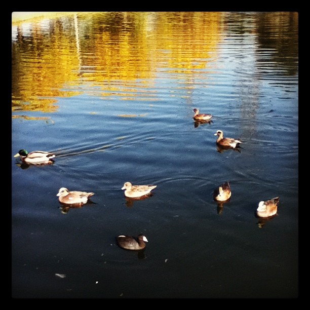 Des canards