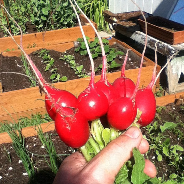 Radish-infused vodka mayhaps? There's a limit to the # of salads possible