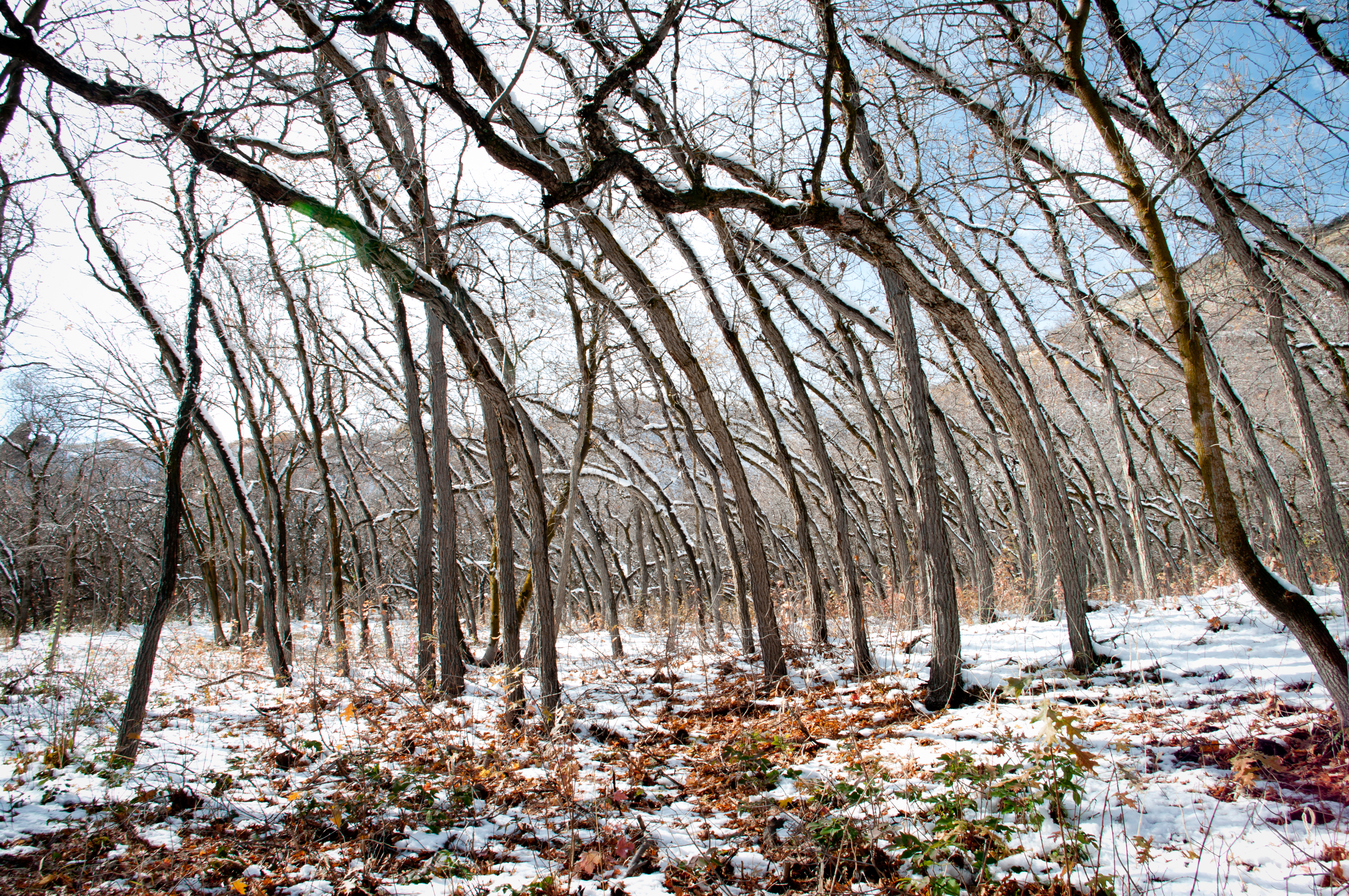 City Creek Canyon Trees