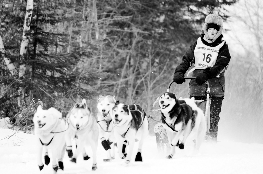 Greenville Dog Sled Race – 30 miles