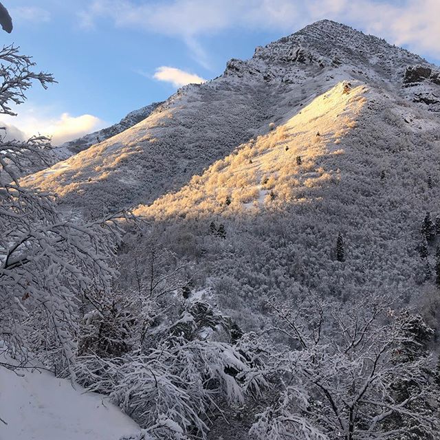 This little trail has never looked better, had to take photos round every untracked corner. #pow #gnar #gnarnia #etc