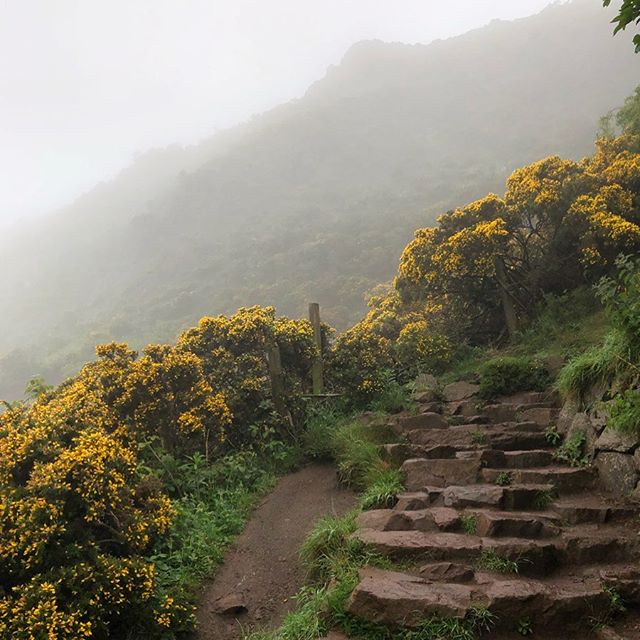 Holyrood gorse