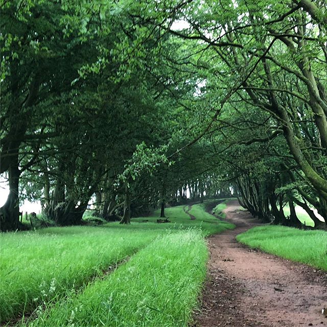 Triscombe stone way