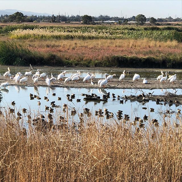 #NoEgrets