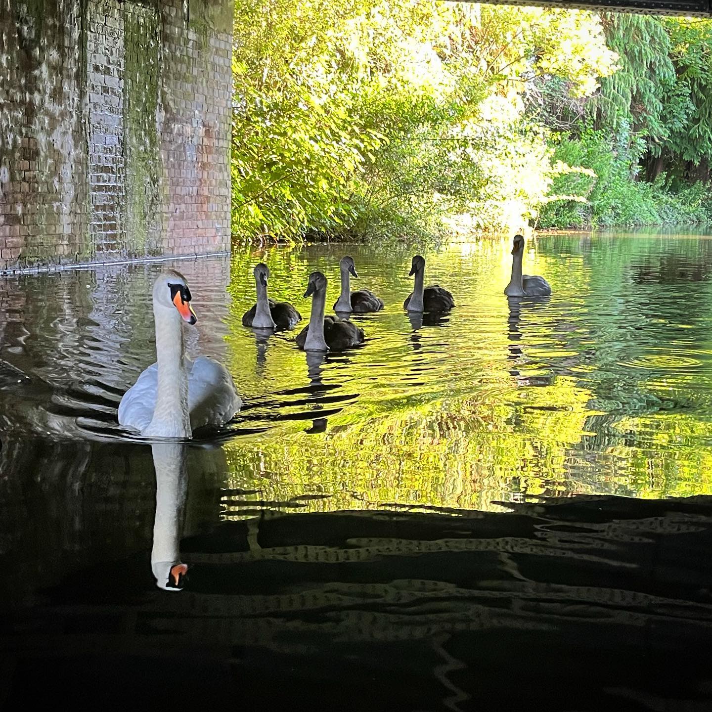 Taunton Towpath Gwyn s Blog Taunton Towpath Gwyn s Blog