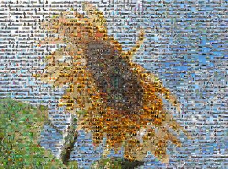 sunflowercomposite (56k image)
